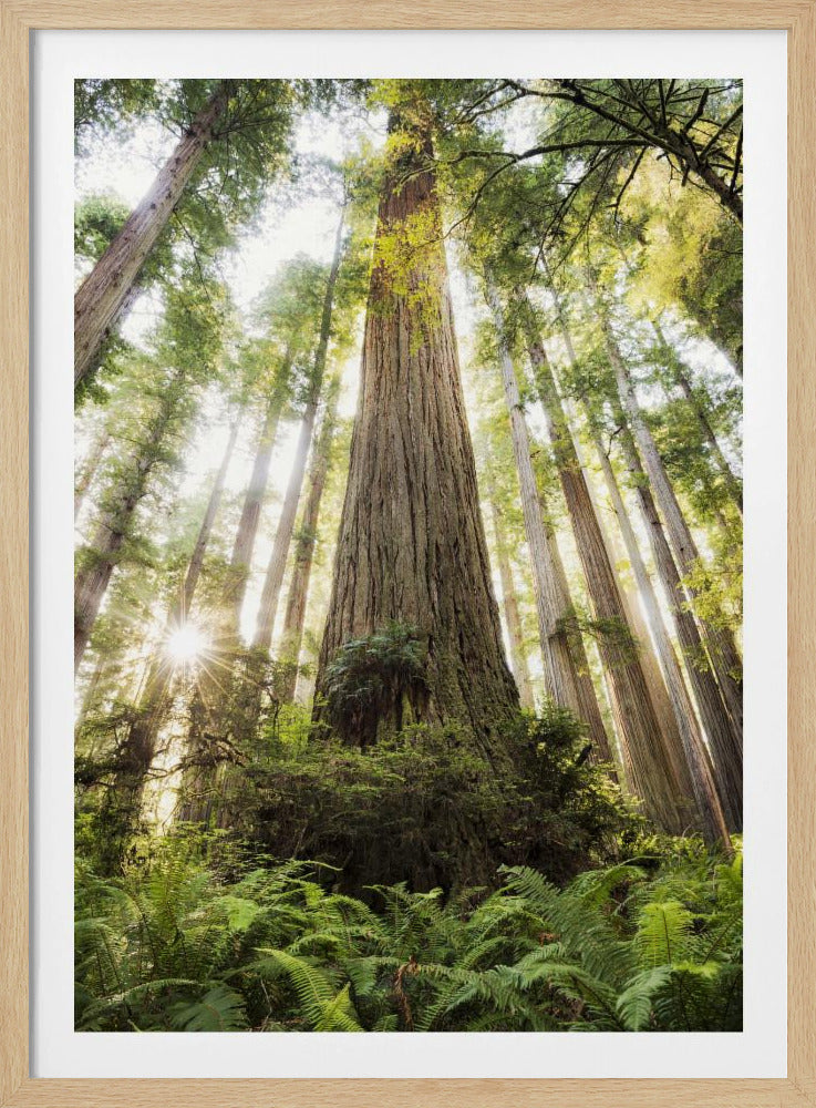 Schöner Wald | Poster