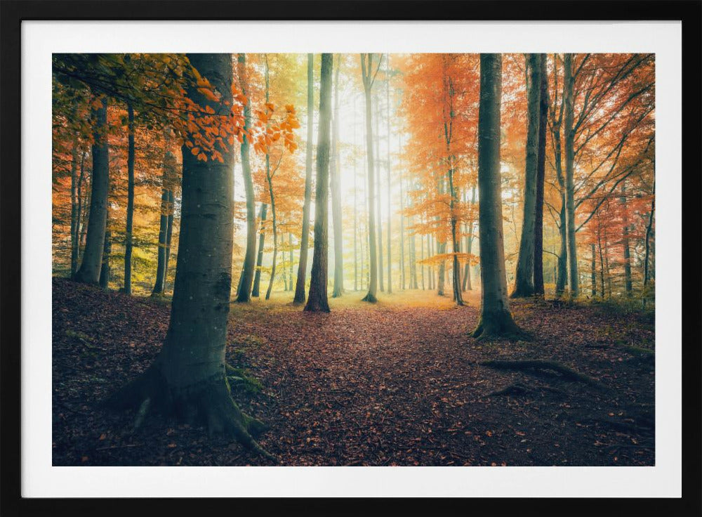 Herbst im Wald | Poster