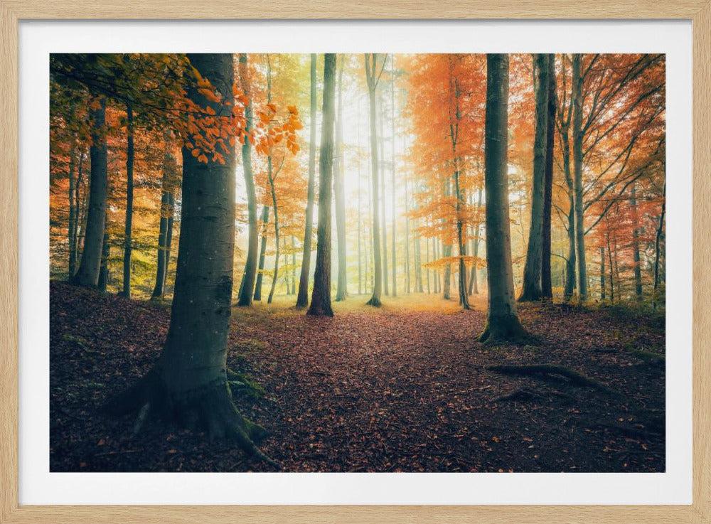 Herbst im Wald | Poster