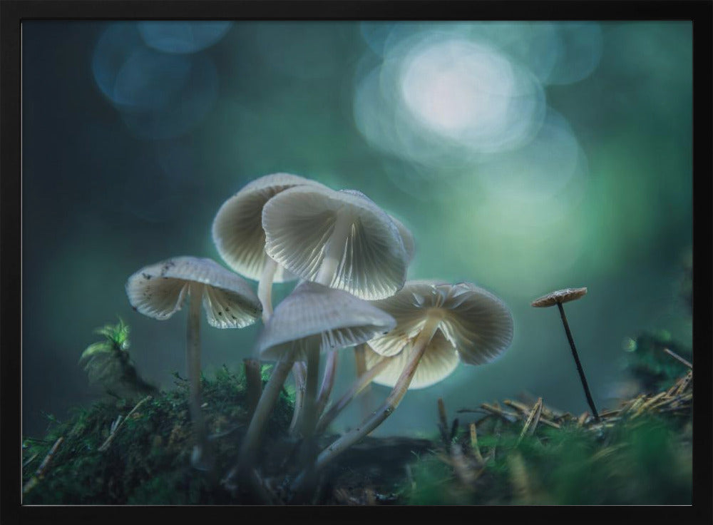 Forest Dreams | Poster