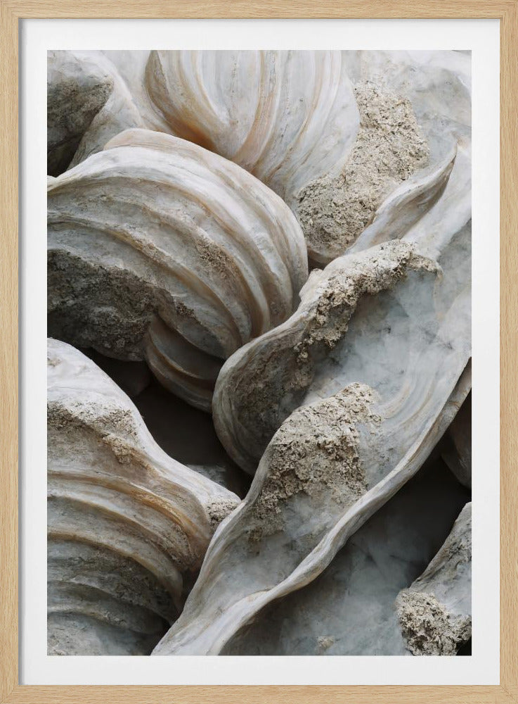 Shell Symphony | Poster
