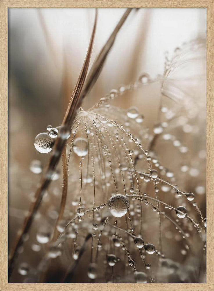 Dewy Filigree | Poster