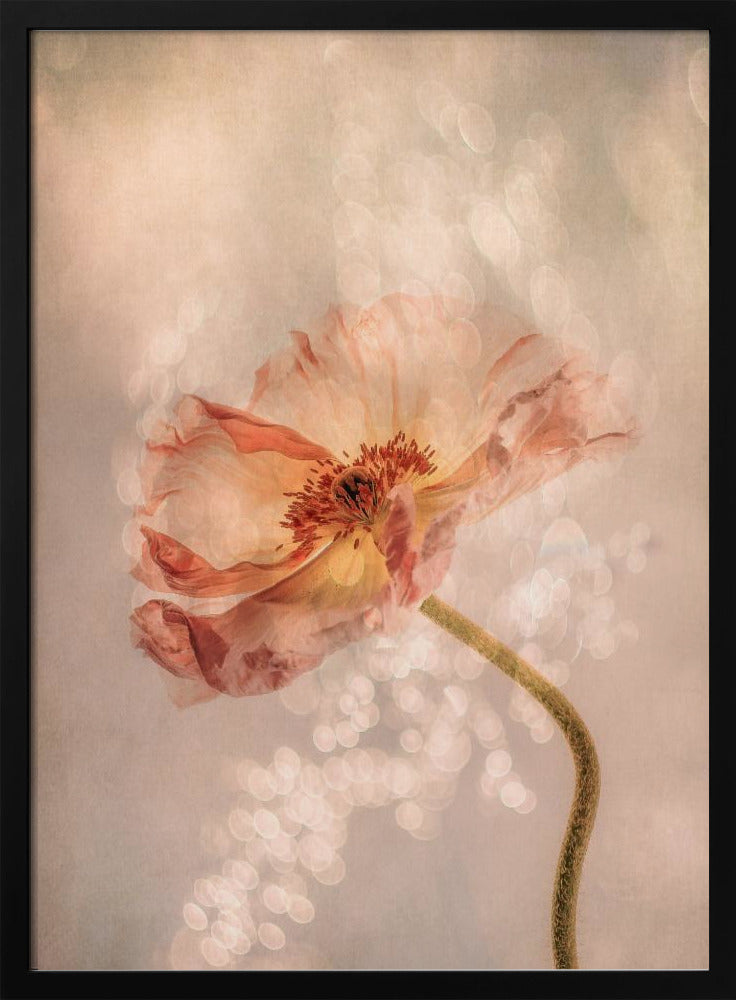 Radiant poppy | Poster