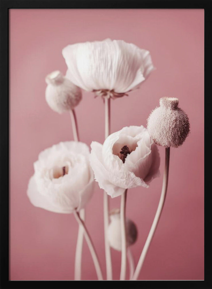 Soft Blooming Poppies | Poster