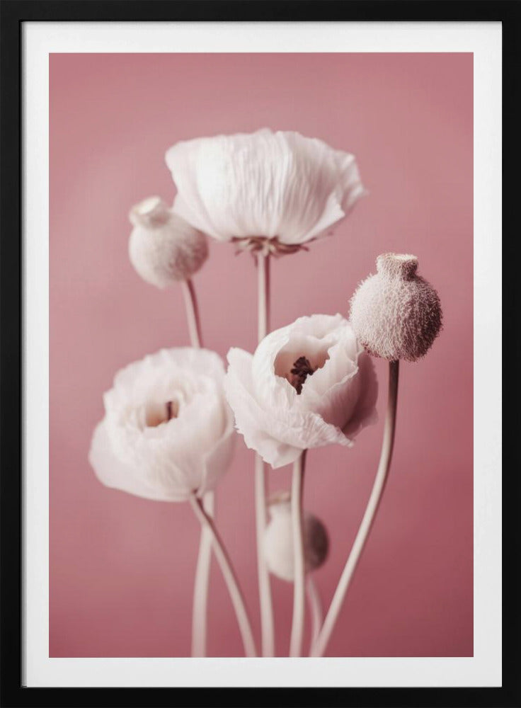 Soft Blooming Poppies | Poster