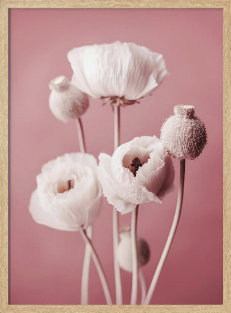 Soft Blooming Poppies | Poster