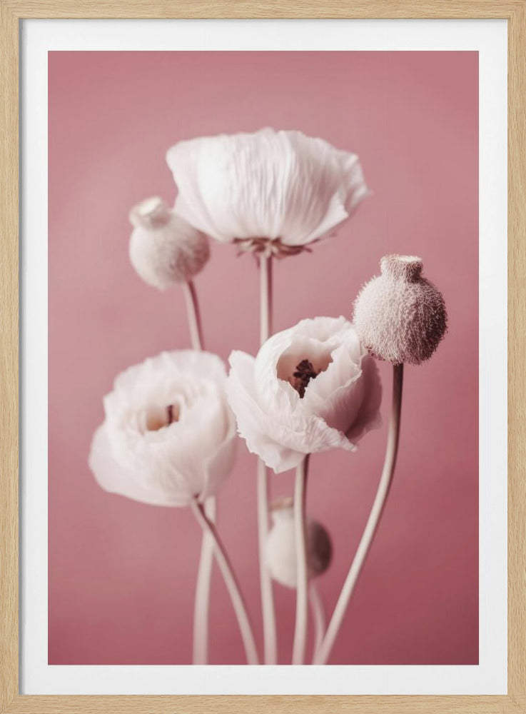 Soft Blooming Poppies | Poster
