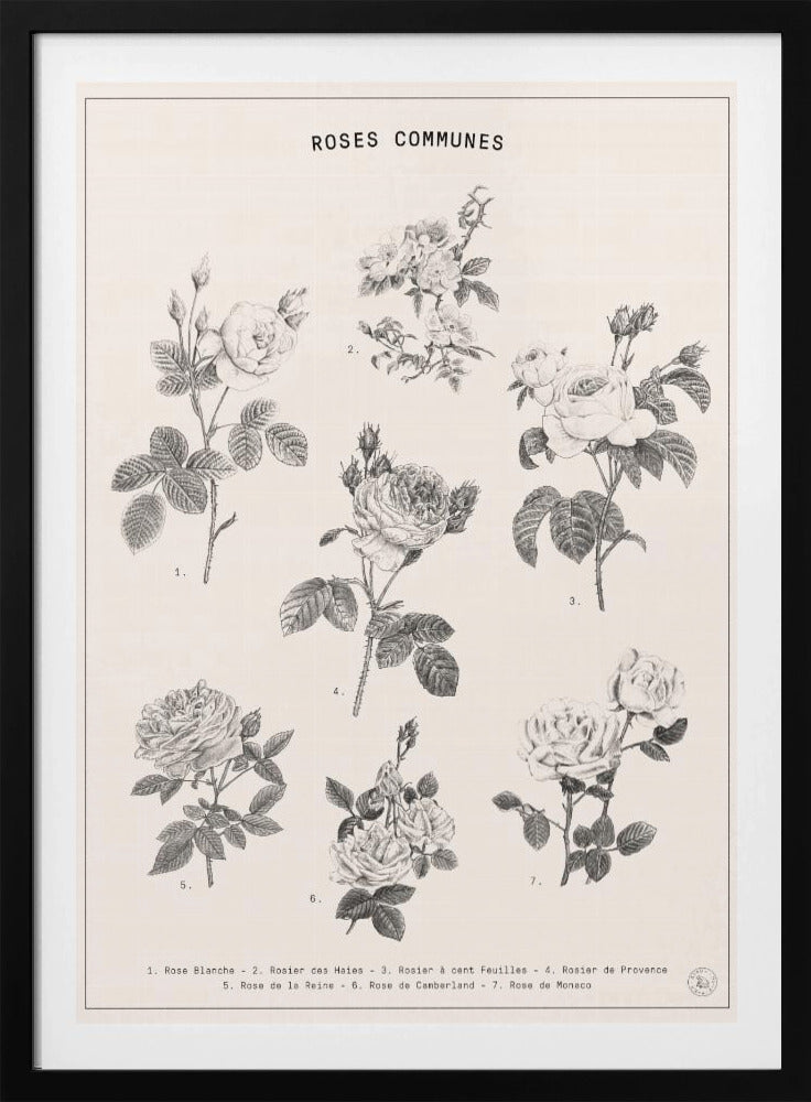 Roses | Poster
