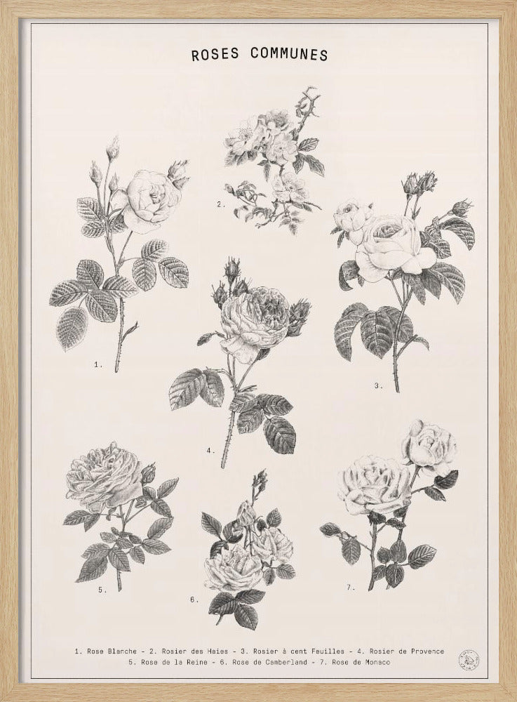 Roses | Poster