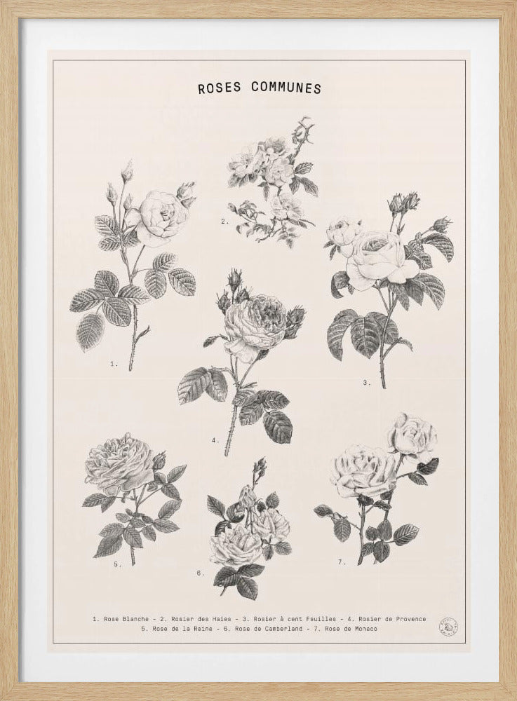 Roses | Poster