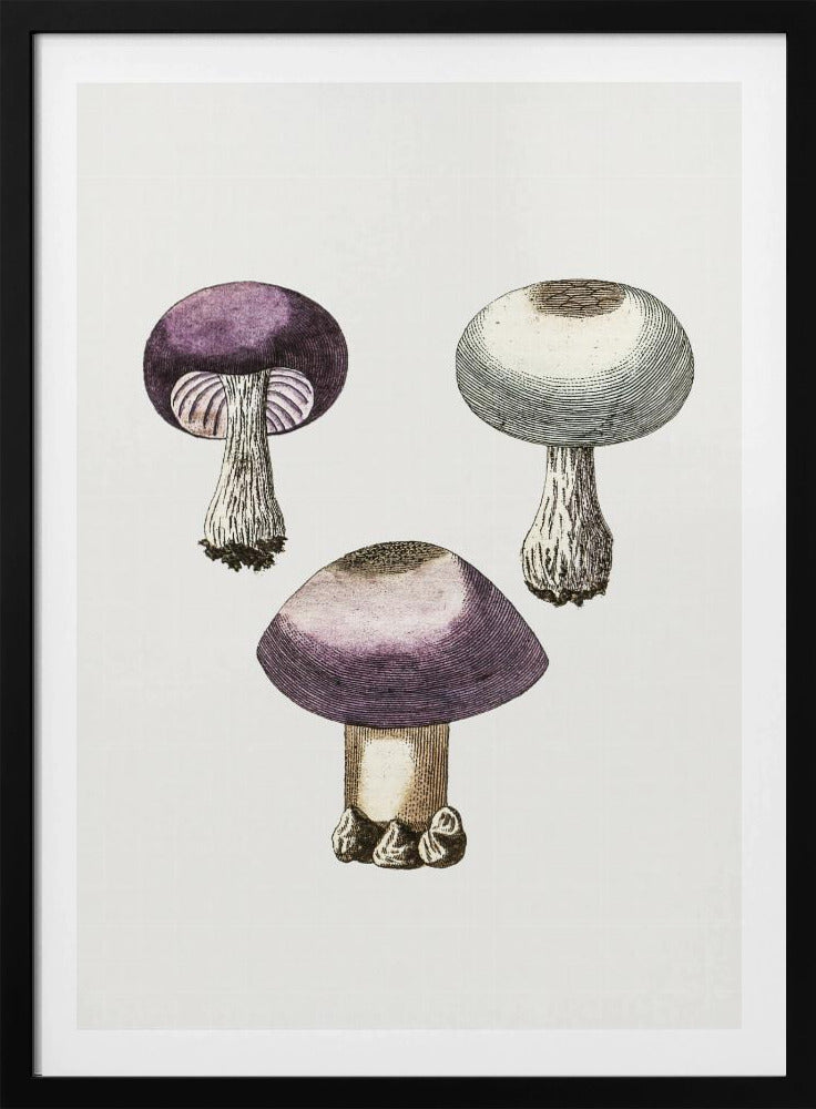 Hand Darwn Violetter Webcap Pilz | Poster