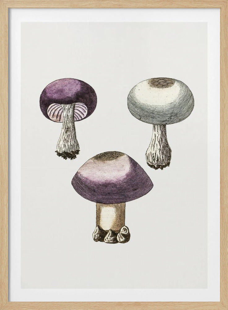 Hand Darwn Violetter Webcap Pilz | Poster