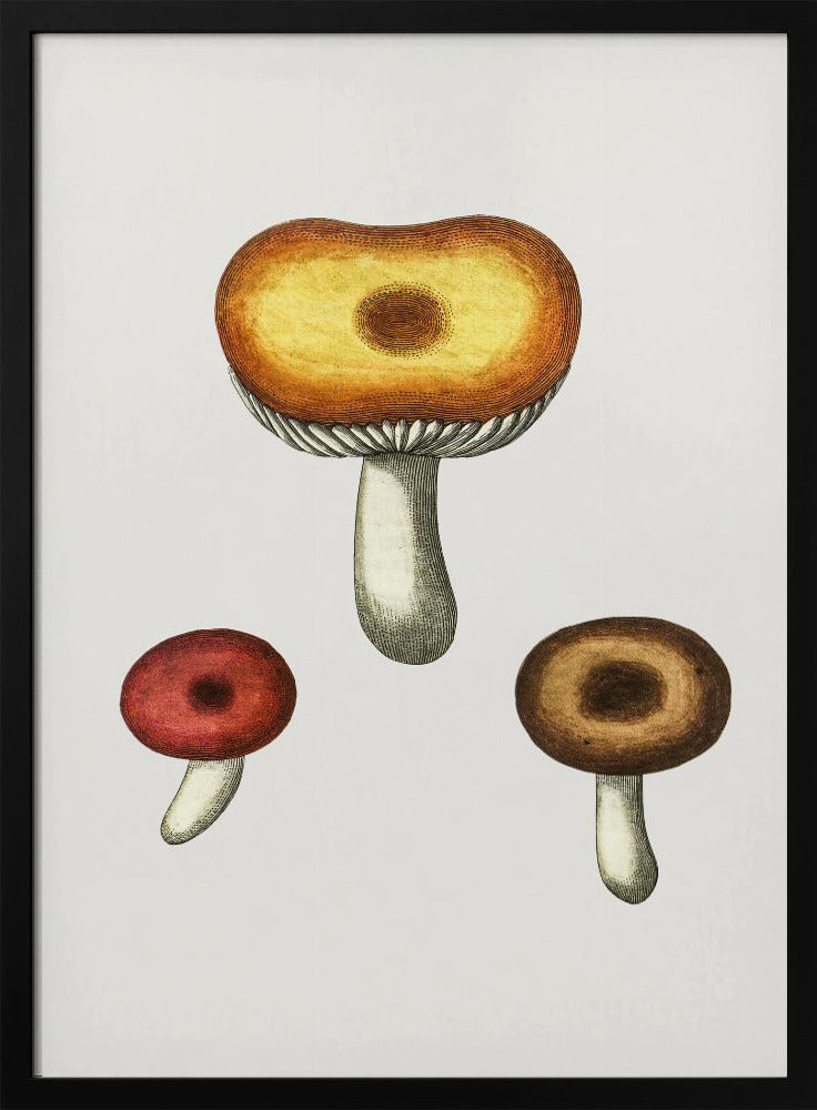 Hand Drawn Galerina Mushroom | Poster