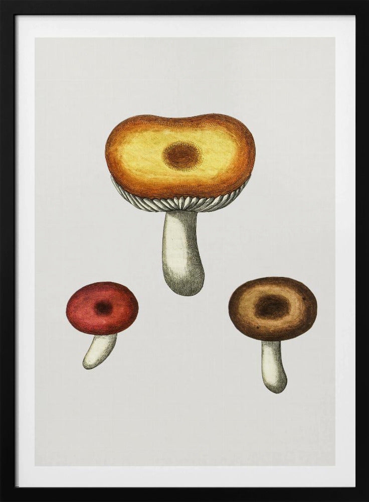 Hand Drawn Galerina Mushroom | Poster