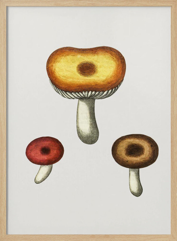 Hand Drawn Galerina Mushroom | Poster