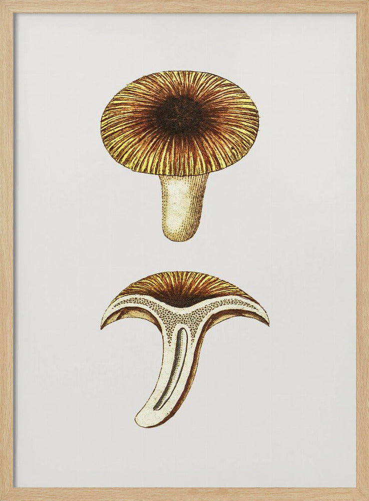 Vintage Chanterelles Edible Mushroom | Poster