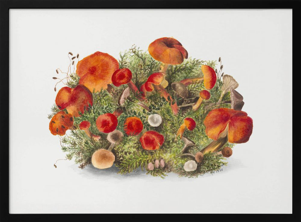 Studie von Pilzen (1880) Horizontal | Poster