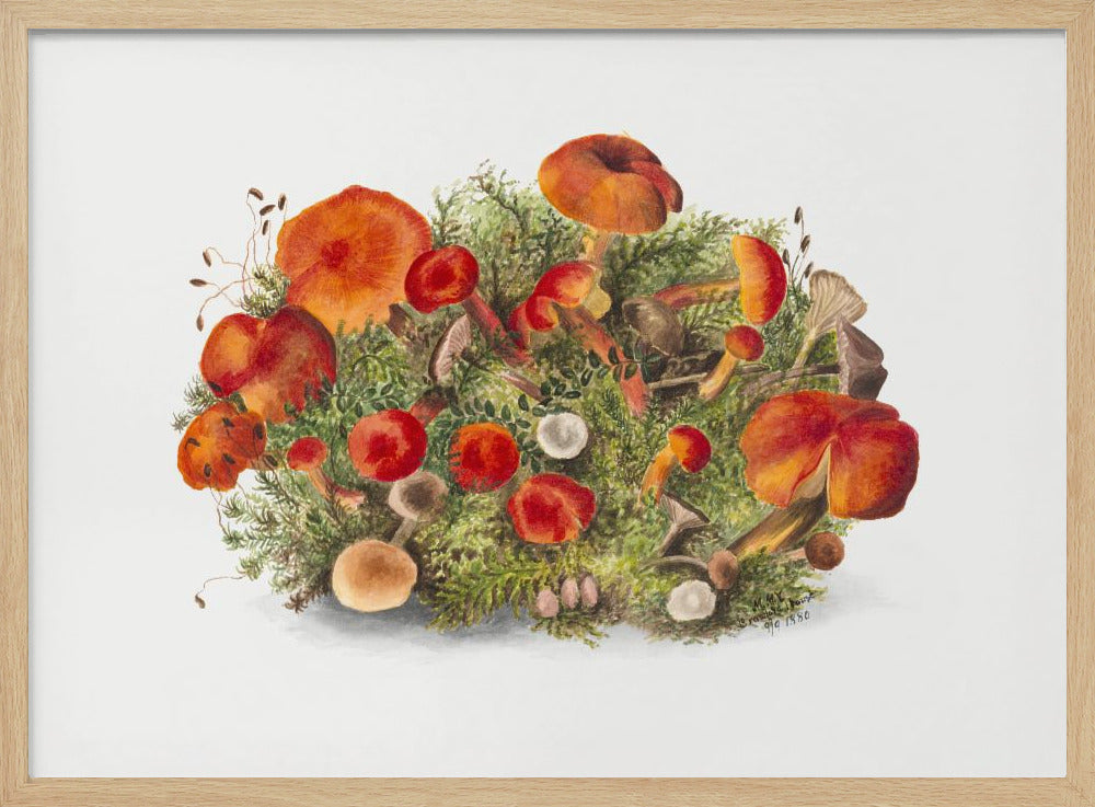 Studie von Pilzen (1880) Horizontal | Poster