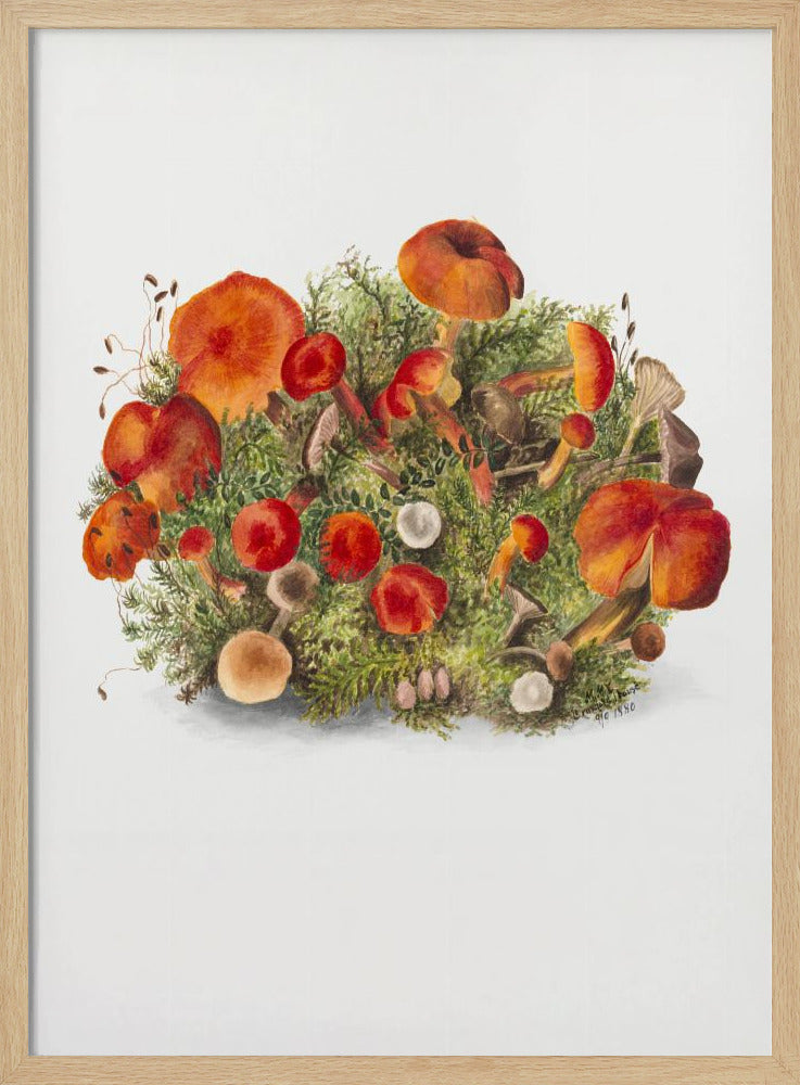 Studie von Pilzen (1880) Porträtmodus | Poster