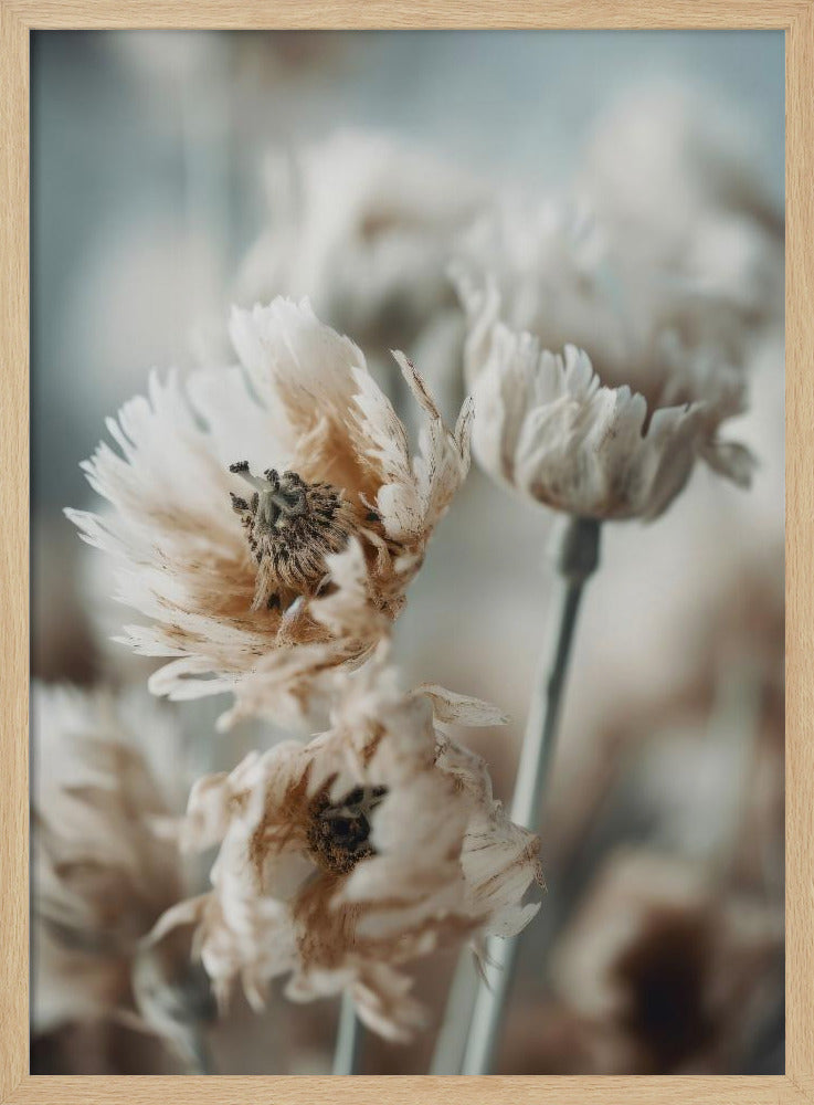 Whispering Petals | Poster