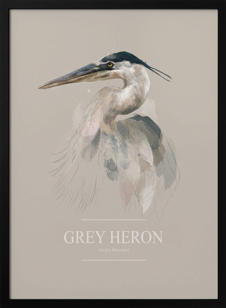 Grey Heron | Poster