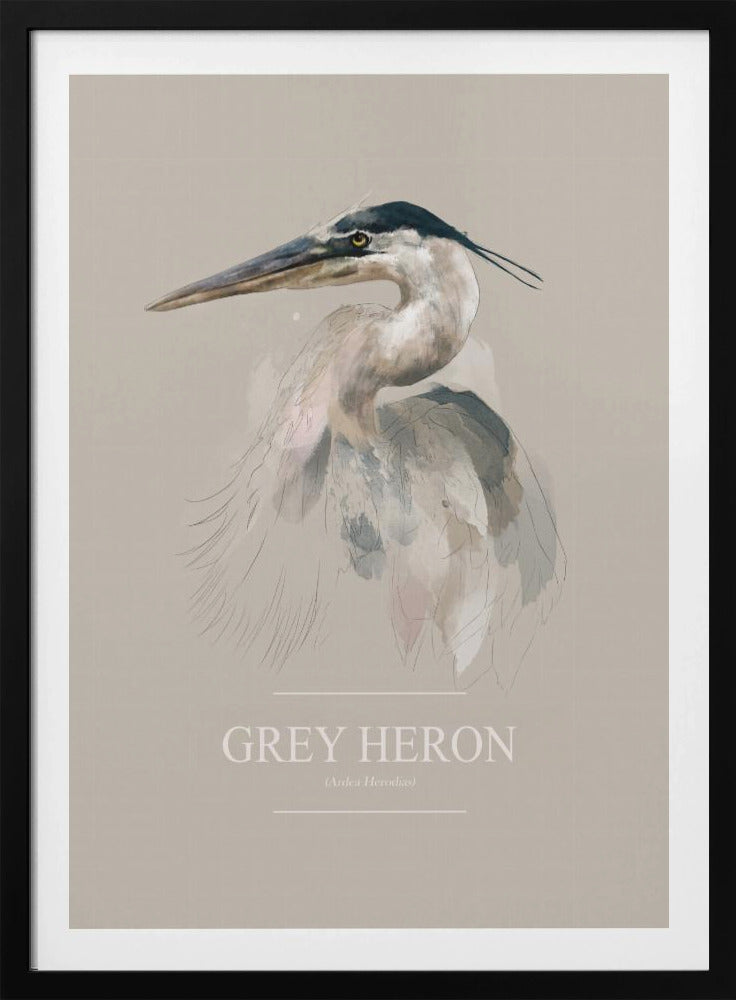 Grey Heron | Poster