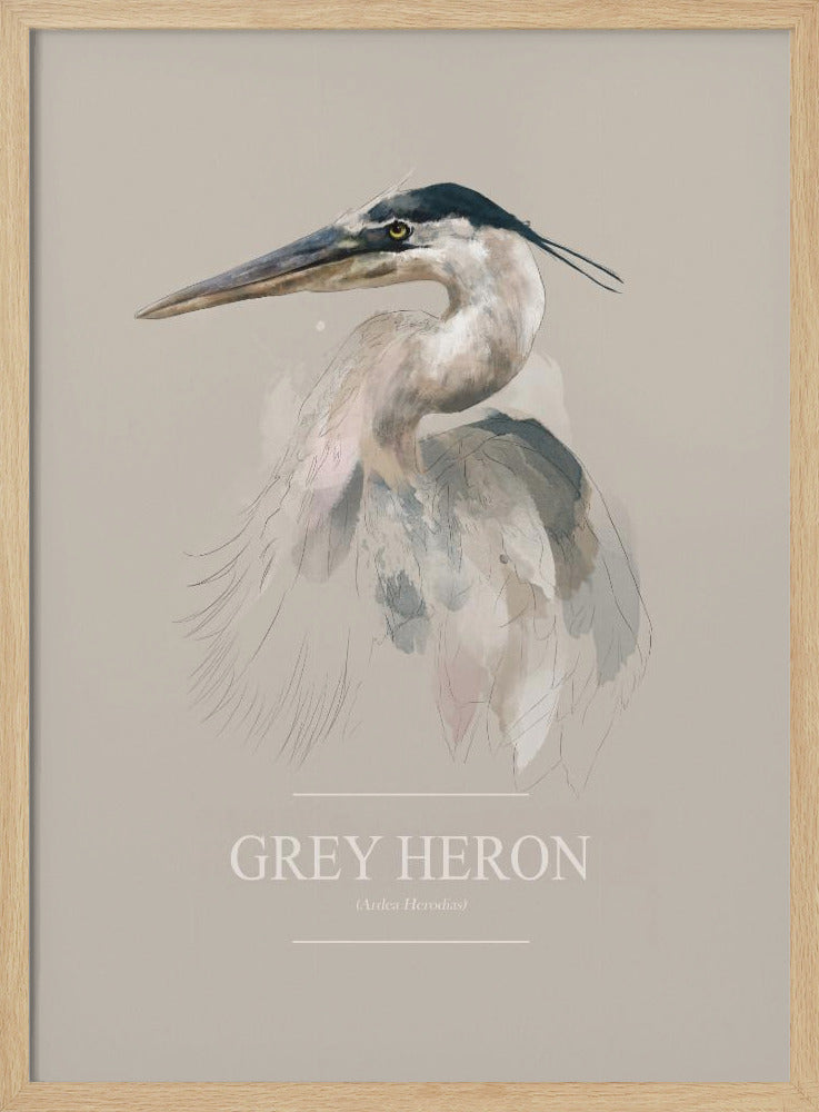 Grey Heron | Poster