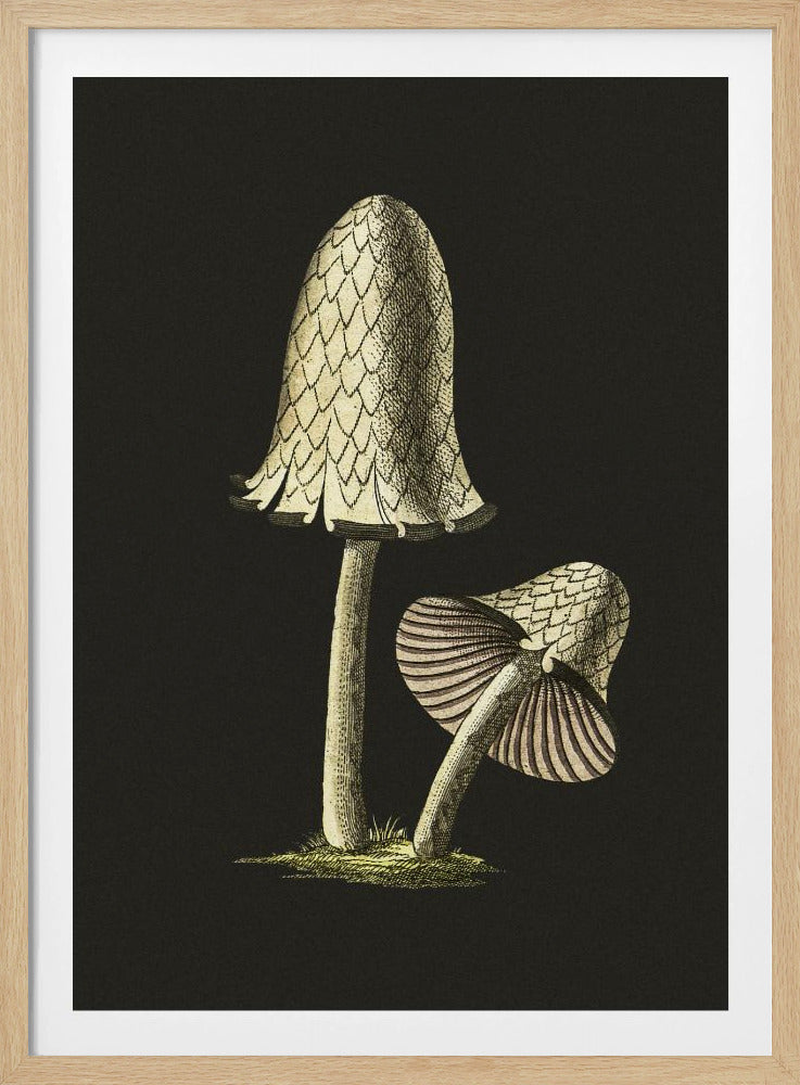 Vintage Inky Cap Edible Mushroom Black Background | Poster