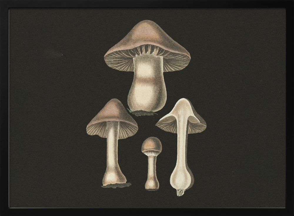 Agaricus Bulbosus Dark Background | Poster