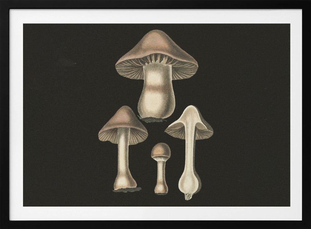 Agaricus Bulbosus Dark Background | Poster