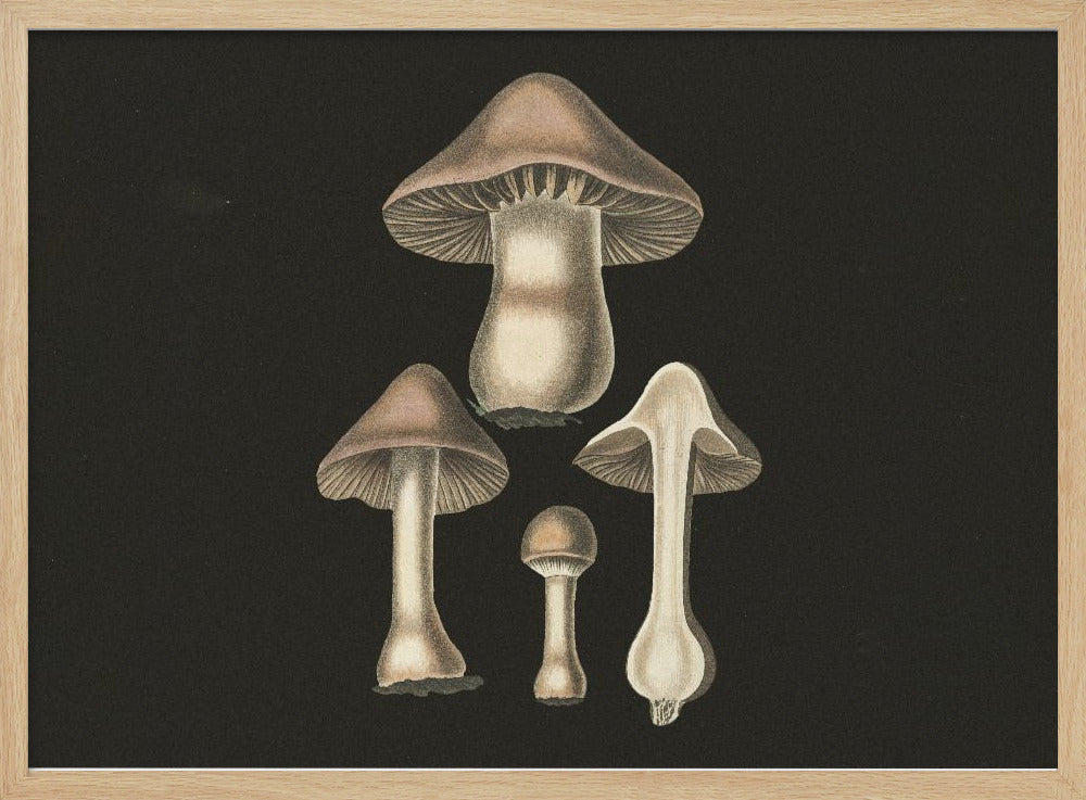 Agaricus Bulbosus Dark Background | Poster