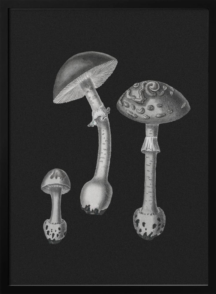 Amanita Muscaria Black Backgound BW | Poster