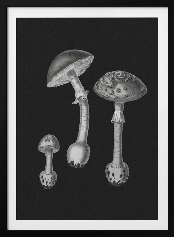 Amanita Muscaria Black Backgound BW | Poster
