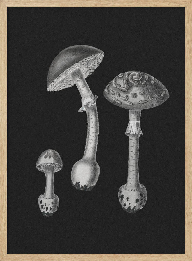 Amanita Muscaria Black Backgound BW | Poster