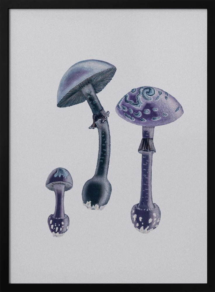 Amanita Muscaria White Backgound Purple | Poster