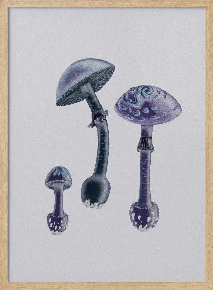 Amanita Muscaria White Backgound Purple | Poster