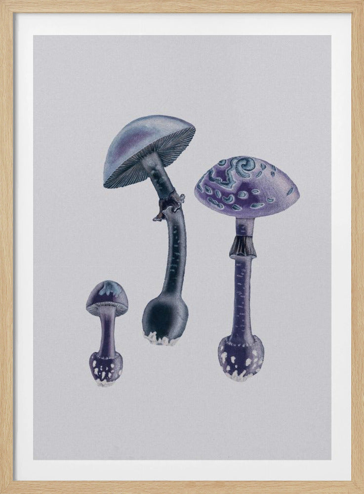 Amanita Muscaria White Backgound Purple | Poster