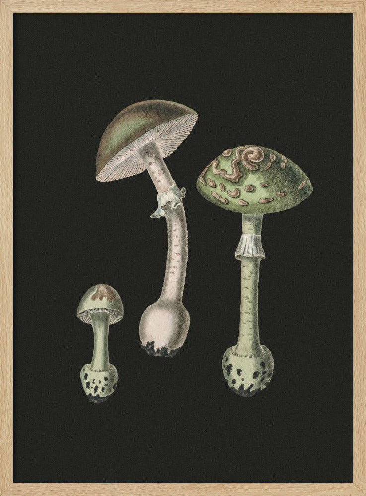 Amanita Muscaria Dark Background | Poster