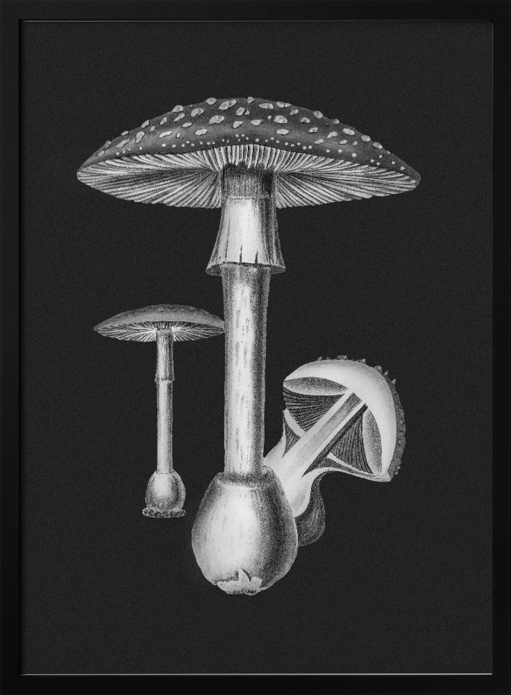 Amanita Muscaria Dark Background BW | Poster