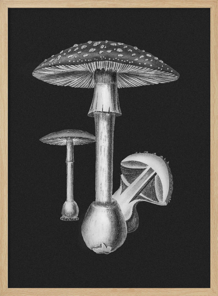 Amanita Muscaria Dark Background BW | Poster