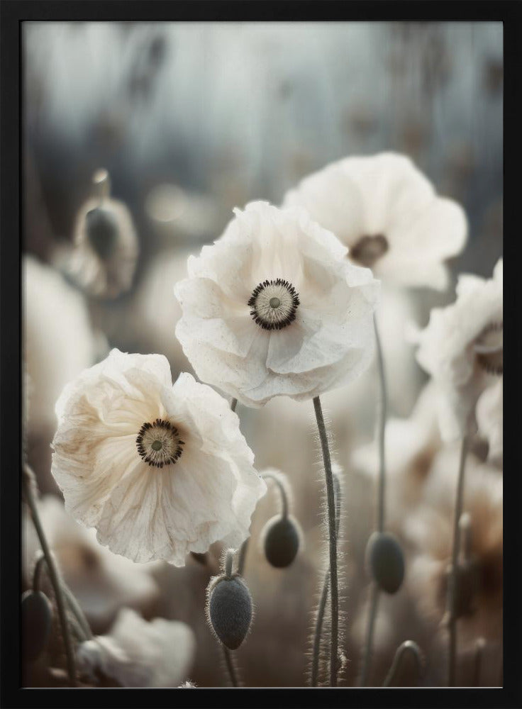 Mohnblumengeflüster | Poster