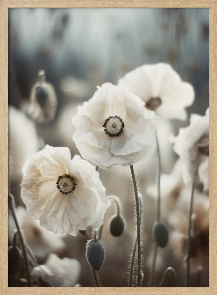 Mohnblumengeflüster | Poster