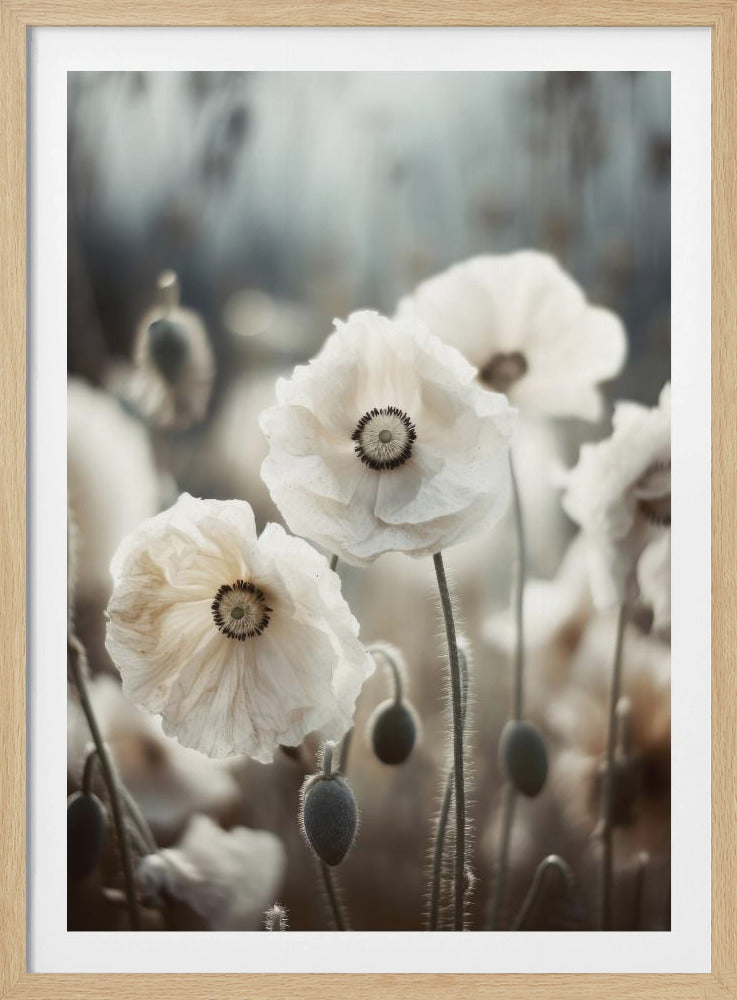 Mohnblumengeflüster | Poster