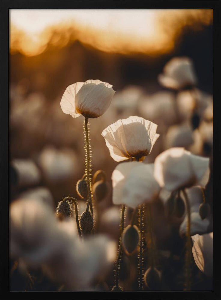 Goldene blühende Morgendämmerung | Poster