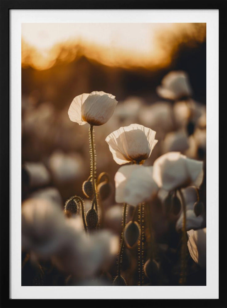 Goldene blühende Morgendämmerung | Poster