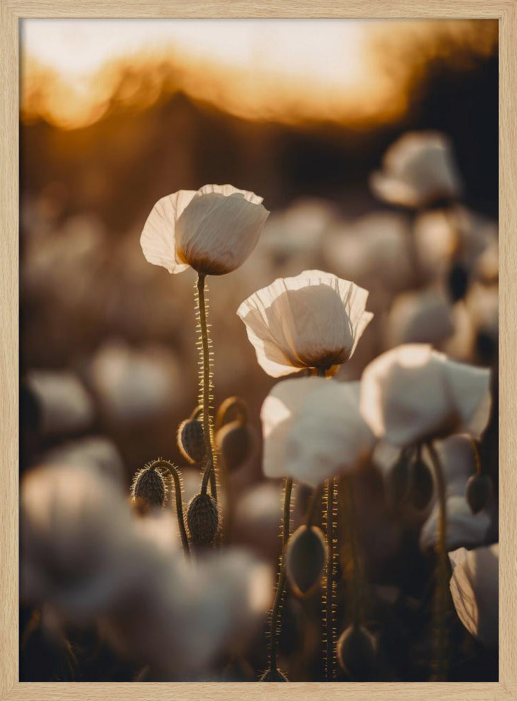 Goldene blühende Morgendämmerung | Poster