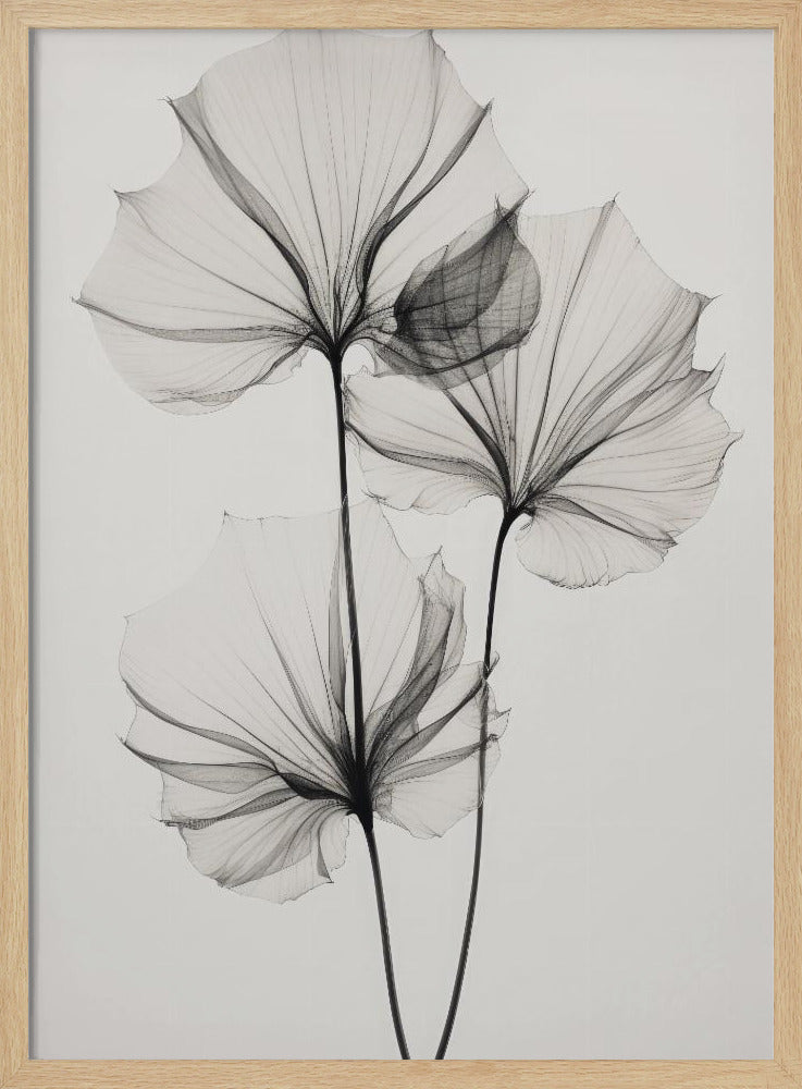 Transparent Botanic No 3 | Poster