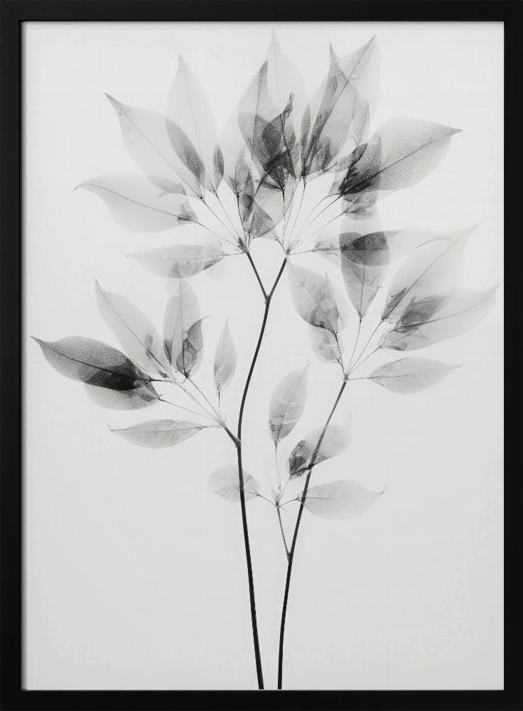 Transparent Leaves | Poster