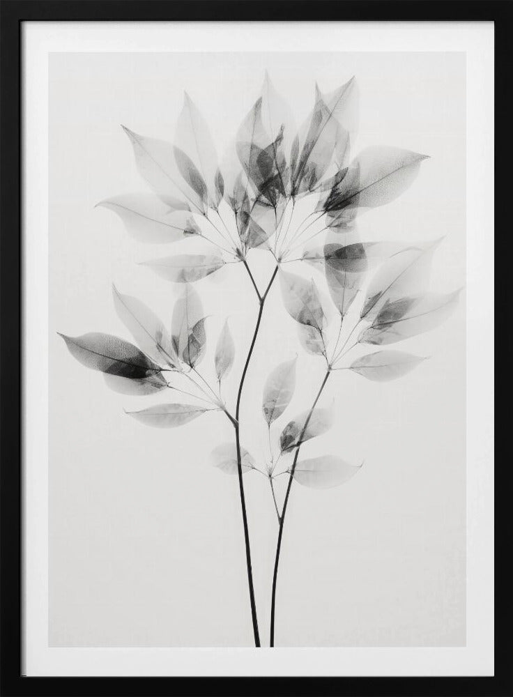 Transparent Leaves | Poster