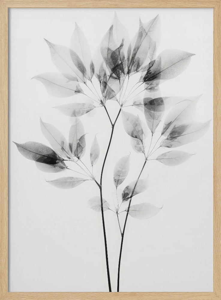 Transparent Leaves | Poster